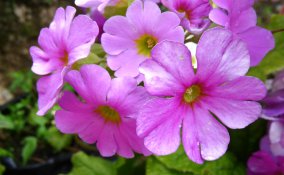 come curare primula obconica 