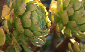 cura delle piante grasse