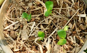 letargo-piante-risveglio