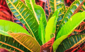 Croton-fiori-piante