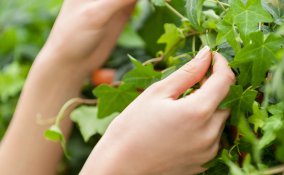 Cure d'autunno per le tue piante in casa