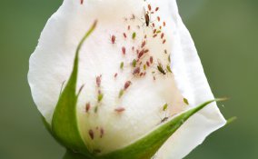 rimedi contro gli afidi