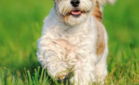 come educare un cane