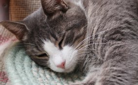 peli gatti cani eliminare pulire