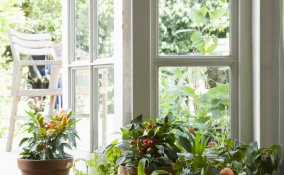 mignon-giardino-piante