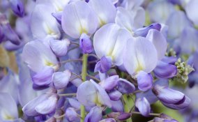 glicine-pianta