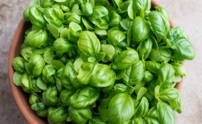 basilico-pianta-coltivazione