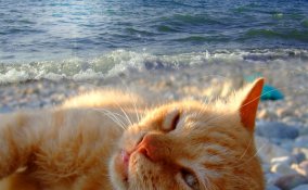 cane gatto animali vacanza preparativi regole esigenze