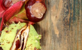 ippocastano castagne mediterraneo albero infusi