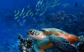 eco-turista rispetto ambiente ecologia no rifiuti no spreco no inquinamento mare