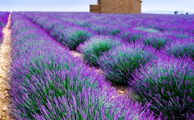 lavanda pianta proprietà salute