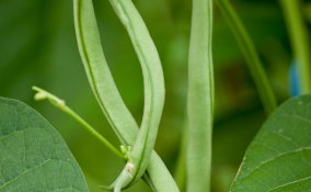 fagiolini proprietà benefici ortaggi verdure