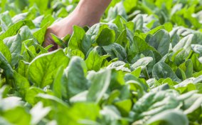 spinaci-coltivazione