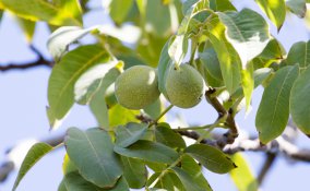 noce albero benefici salute
