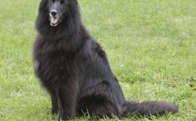 Pastore belga Tervueren cane descizione