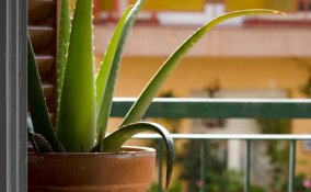 aria pulita cambio aria piante che assorbono sostanze tossiche formaldeide