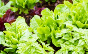 cascine orti frutta verdura ortaggi