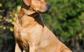 Ridgeback rhodesiano