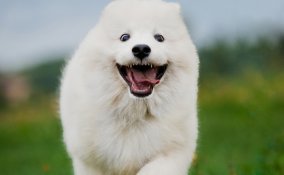 Samoiedo - Cani da lavoro