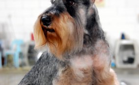 Schnauzer gigante