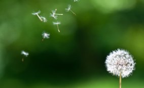 tarassaco infusi proprietà salute