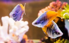 acquario, in, casa, pesci