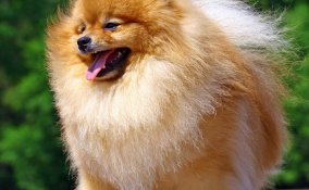 Volpino di Pomerania