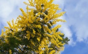 mimosa-pianta-giardino