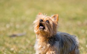 Yorkshire Terrier