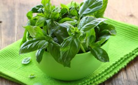 basilico-mediterraneo-pianta