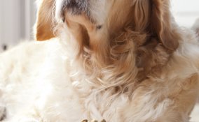 fido, spese, mantenimento, alimentazione