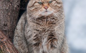 micio, selvatico, incontrollabile