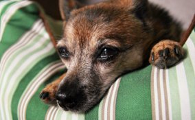 cane, ecologia, cuccia