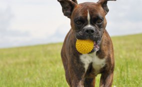 cani, gioco, giocattoli,sicurezza,animali,gioco di animali