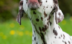 separazione, animali, domestici