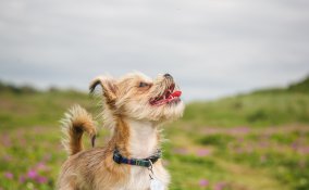 cani, piccola taglia, gestione, cura, chihuahua