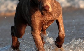 animale, domestico, cane, vacanze