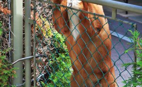 animali, cani, vicini, casa