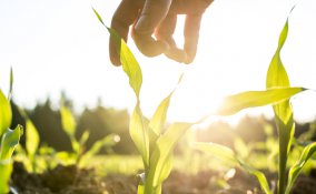 piatti, ingredienti, locali, km0
