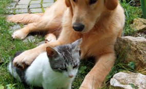 vero, falso, cani, gatti