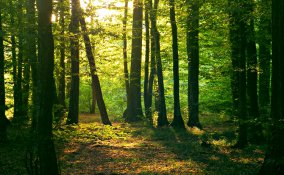 Boschi e foreste nei sogni