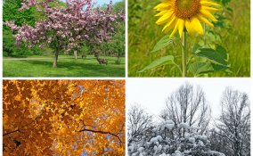 Le stagioni nei sogni