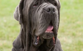 Mastino Napoletano