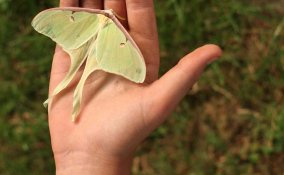 come leggere la mano