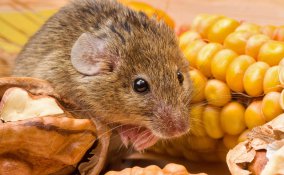 sognare topi significato