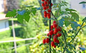 come coltivare i pomodori