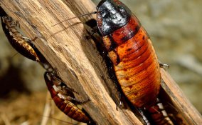 sognare scarafaggi significato