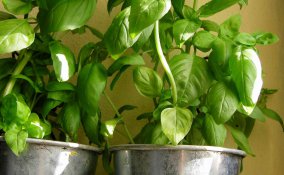 come coltivare il basilico