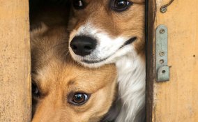 zecche del cane sintomi e rimedi