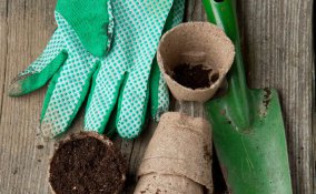 come coltivare l'aglio in vaso